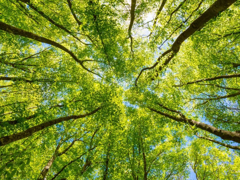 Alternative Assetklassen, Alternativer Assetklassen, ESG, ESG-Strategie, Investoren, Nachhaltigkeit